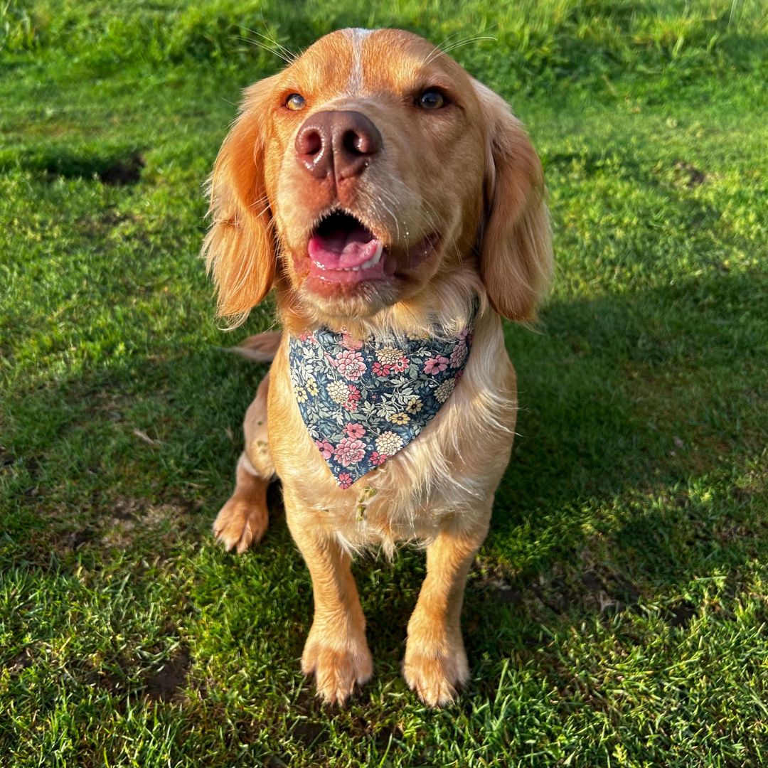 Mollix Mail - The Bandana Club