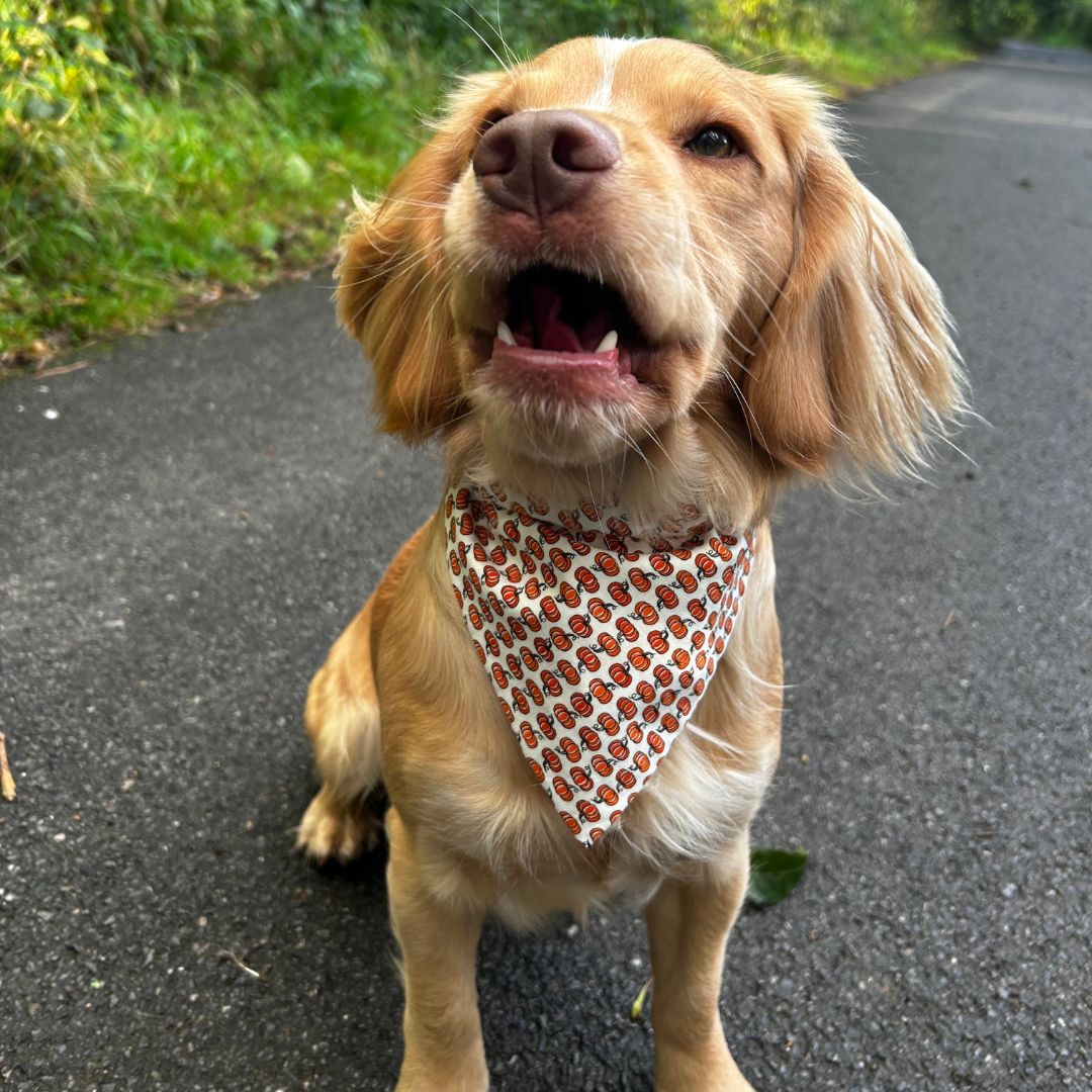 Mollix Mail - The Bandana Club