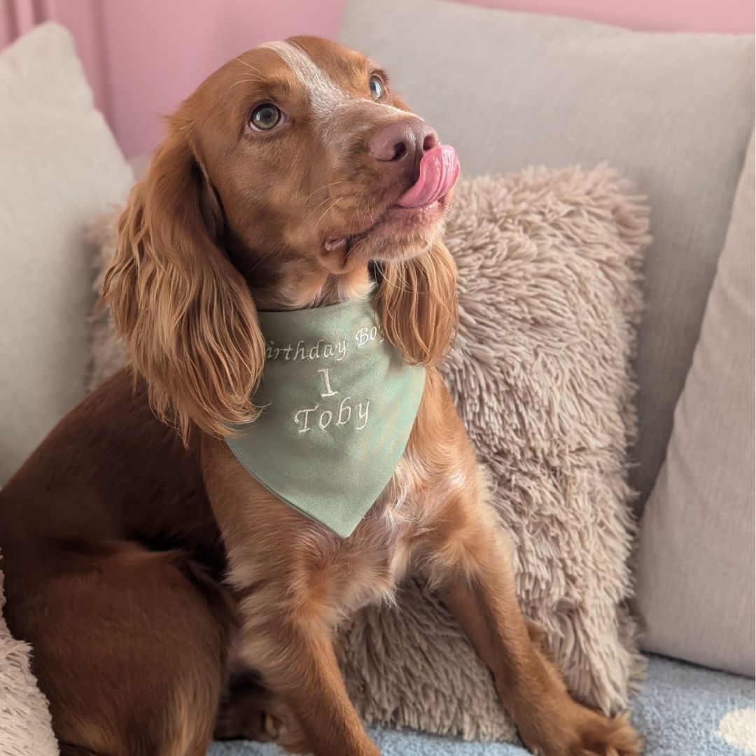 Mollix Mail - The Bandana Club